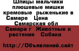 Шпицы мальчики плюшевые мишки кремовые, рыженькие в Самаре › Цена ­ 23 000 - Самарская обл., Самара г. Животные и растения » Собаки   